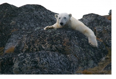 ����������� ���������� ������