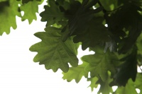 ���������� ������� ������� � ������-���������� ���� "�������"