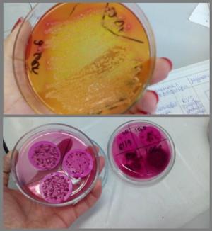 ������������� - ���� �� ������������ ����������� ������-������������ ��������� XXI ����